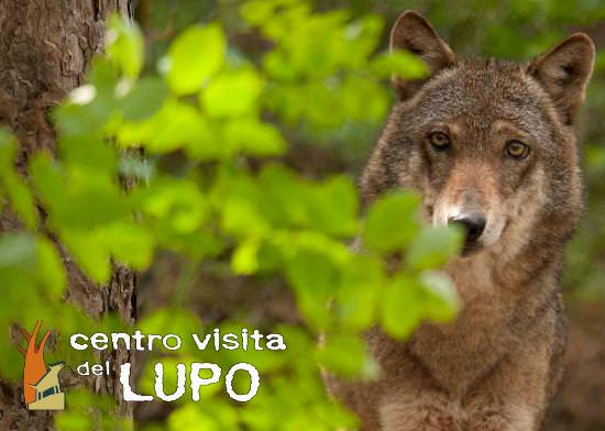centro visita del lupo Abruzzo Greenscount