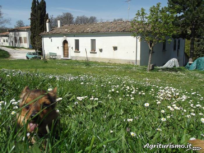 Esterno con fiori Masseria Testa - Soggiorno in Molise - Greenscount - Viaggi scontati-700x525