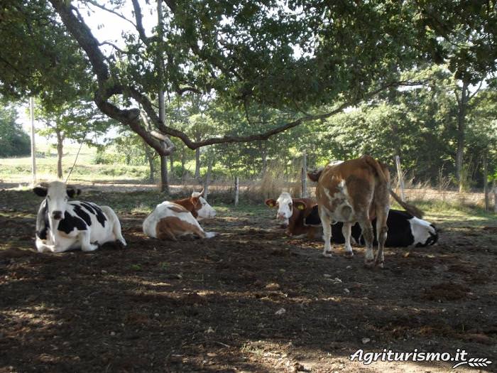 Vacche Masseria Testa - Soggiorno in Molise - Greenscount - Viaggi scontati - 700x525