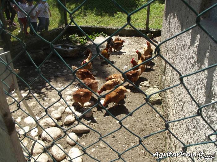 polli Masseria Testa - Soggiorno in Molise - Greenscount - Viaggi scontati-700x525