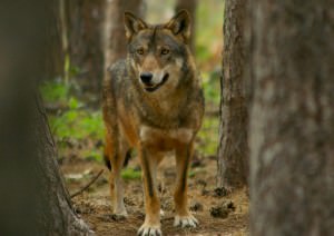 Centro visita del lupo in Abruzzo Greenscount