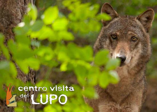 centro visita del lupo Abruzzo Greenscount